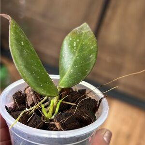 Hoya Sunrise, rooted with growth points.